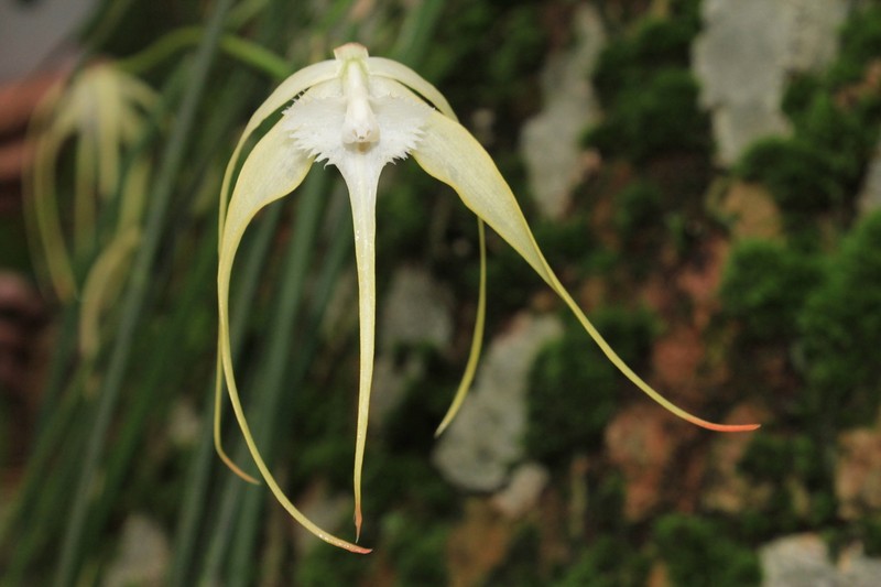 Brassavola appendiculata