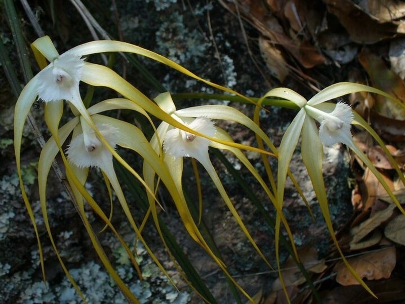 Brassavola appendiculata photo 2