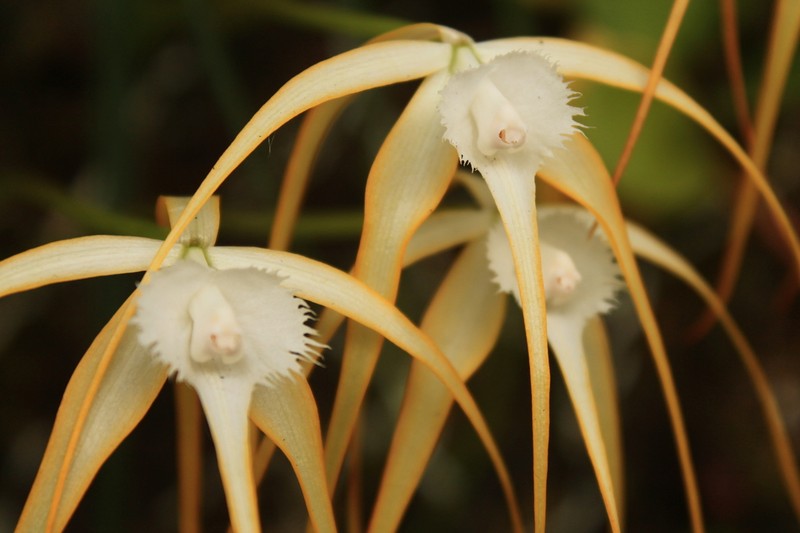 Brassavola appendiculata photo 3