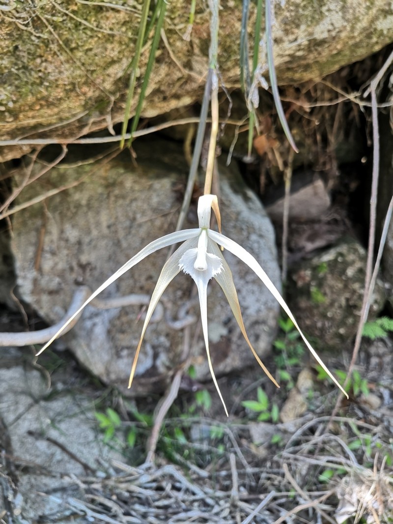 Brassavola appendiculata photo 4