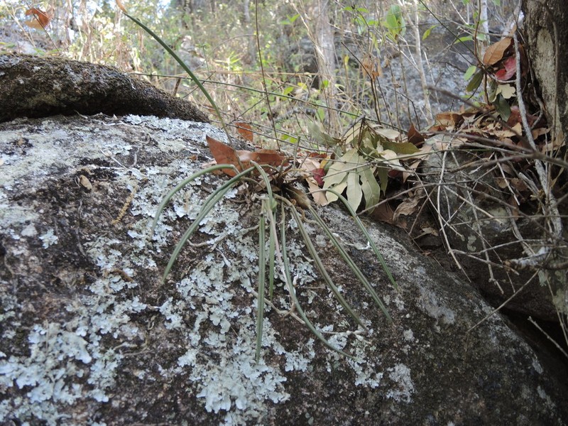Brassavola appendiculata photo 5