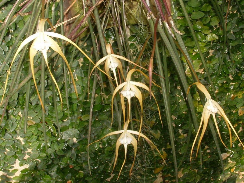 Brassavola appendiculata photo 6