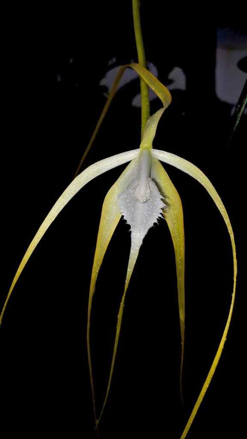 Brassavola appendiculata photo 7