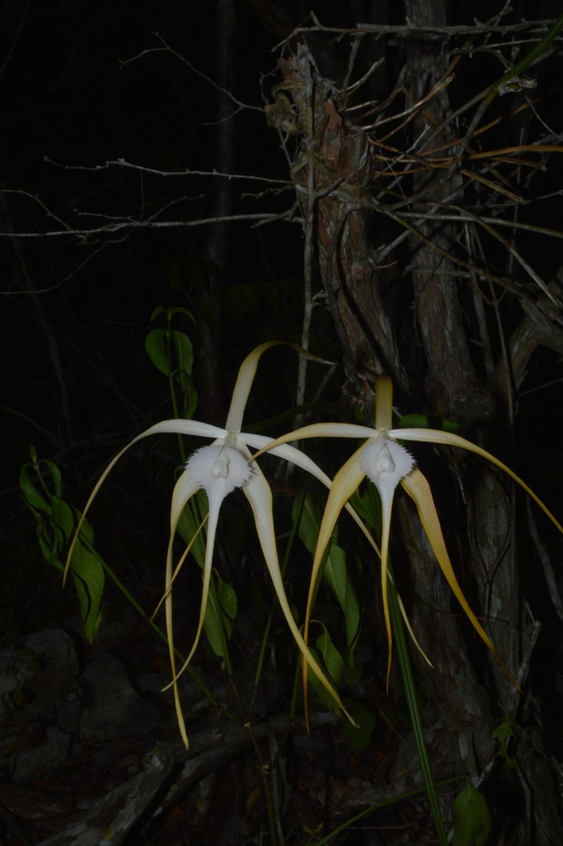 Brassavola appendiculata photo 8
