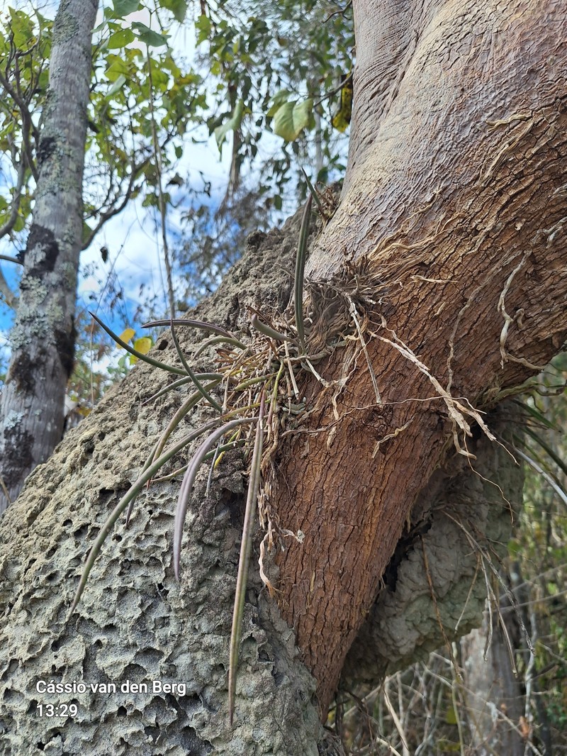 Brassavola caraiensis photo 2