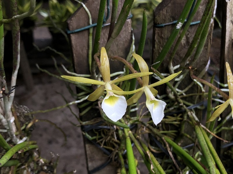 Brassavola ceboletta