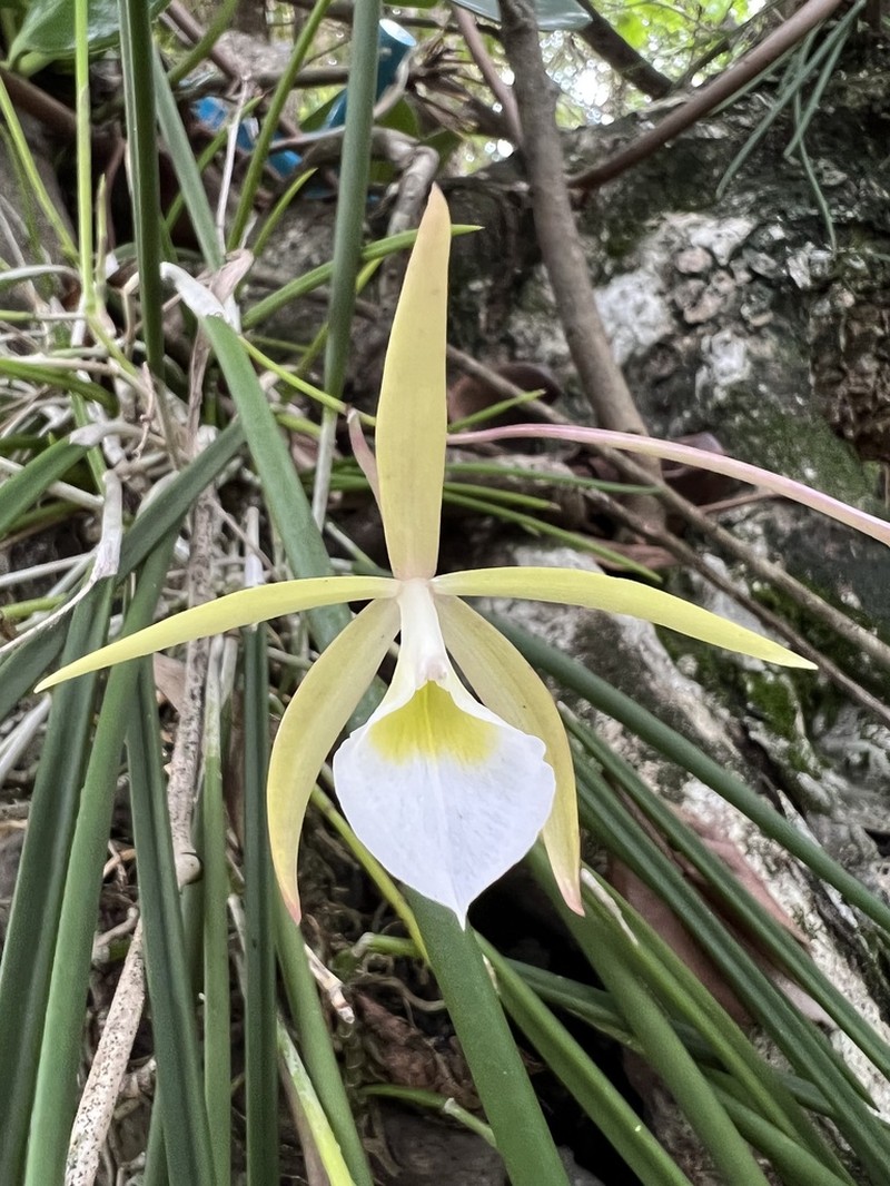 Brassavola ceboletta photo 2