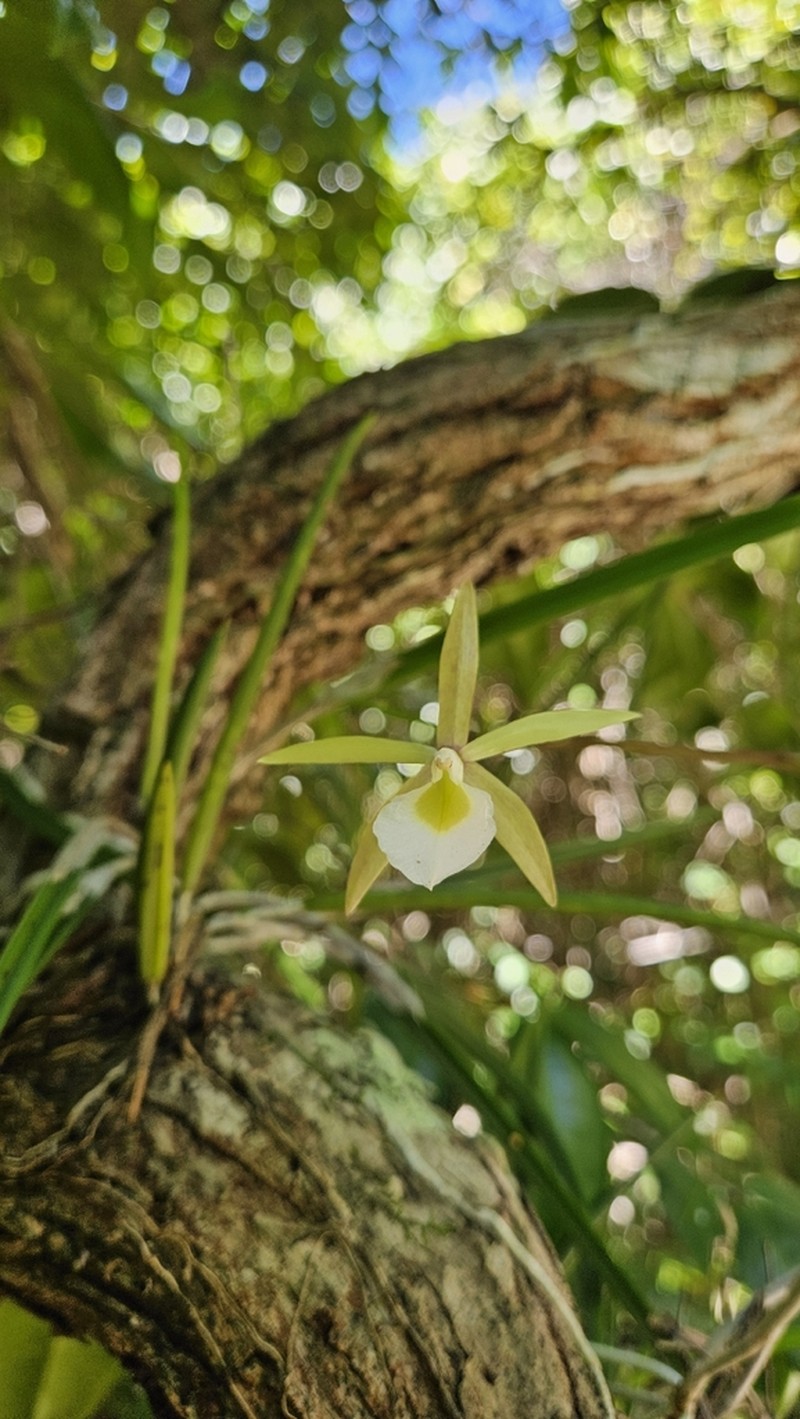 Brassavola ceboletta photo 3