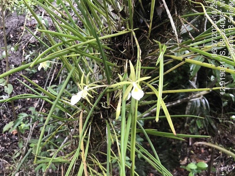Brassavola ceboletta photo 4
