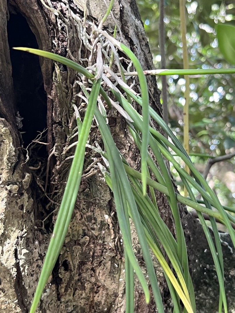 Brassavola ceboletta photo 5
