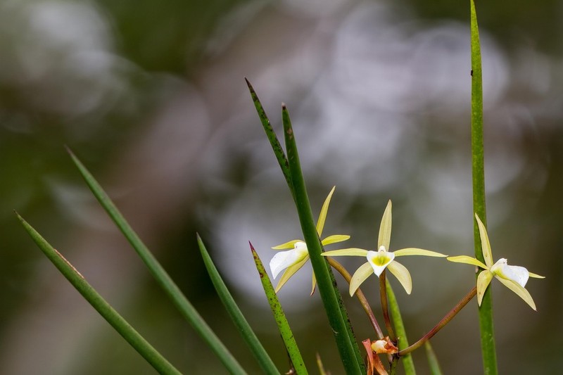 Brassavola ceboletta photo 6