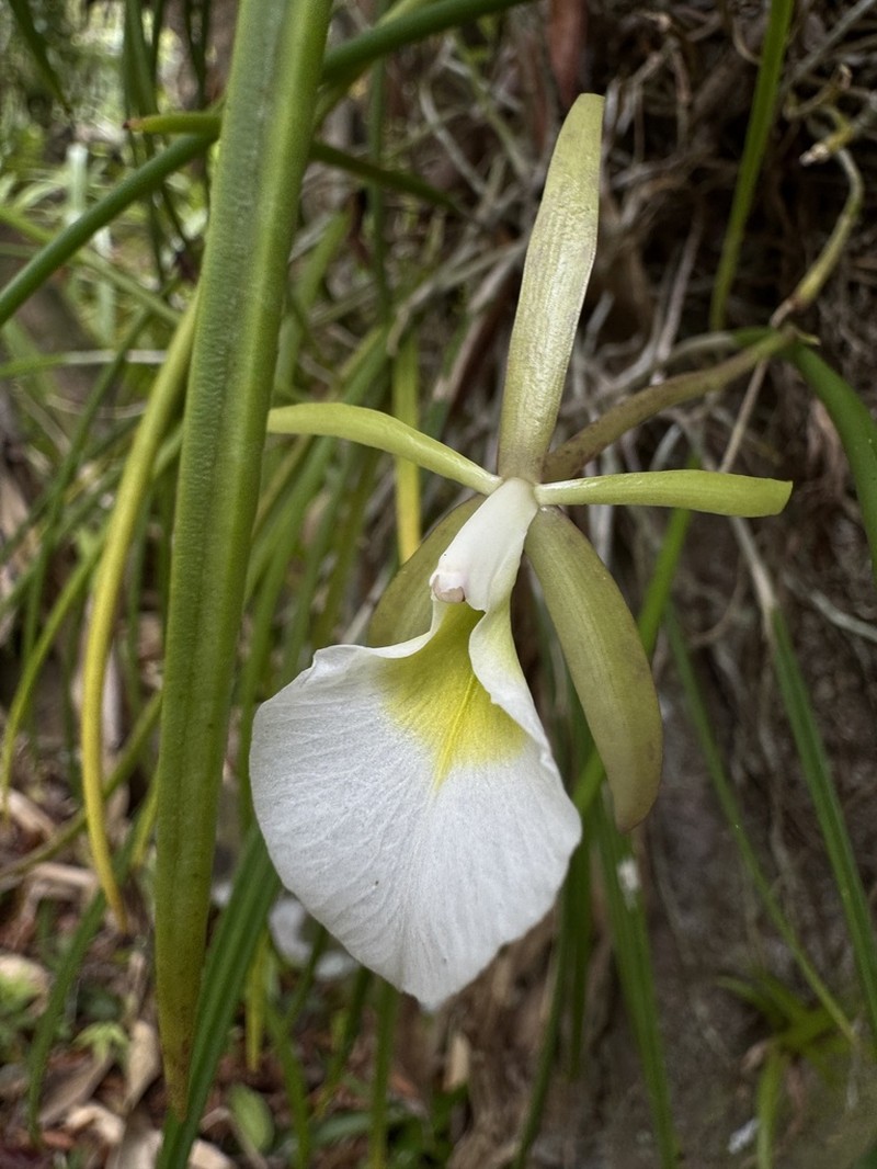 Brassavola ceboletta photo 7