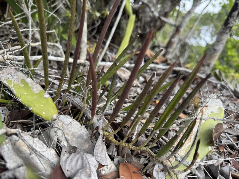 Brassavola ceboletta photo 8