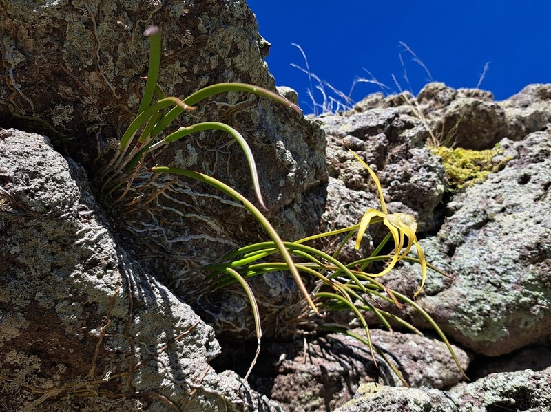 Daddy Longlegs Orchid photo 2