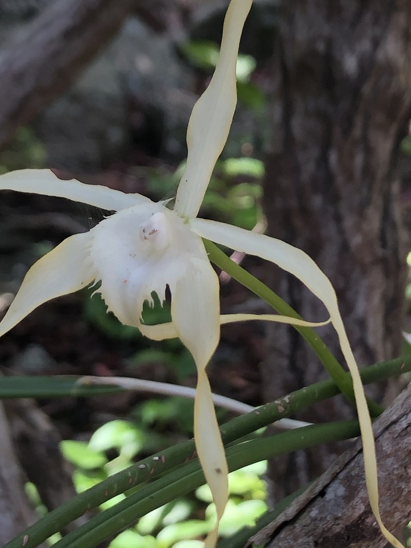 Daddy Longlegs Orchid photo 3