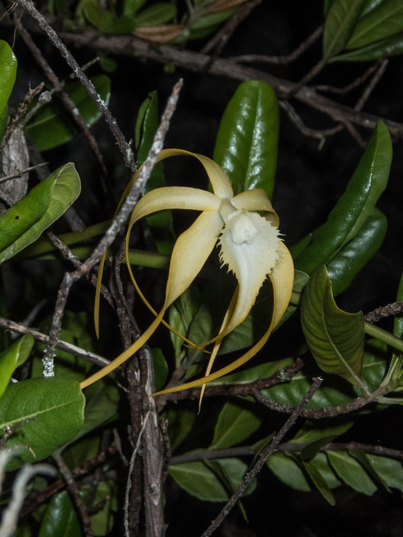 Daddy Longlegs Orchid photo 4