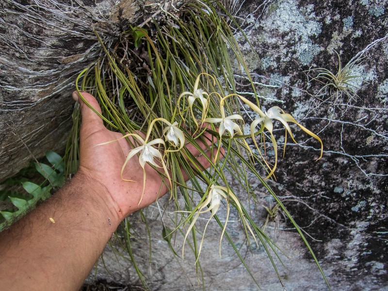 Daddy Longlegs Orchid photo 5