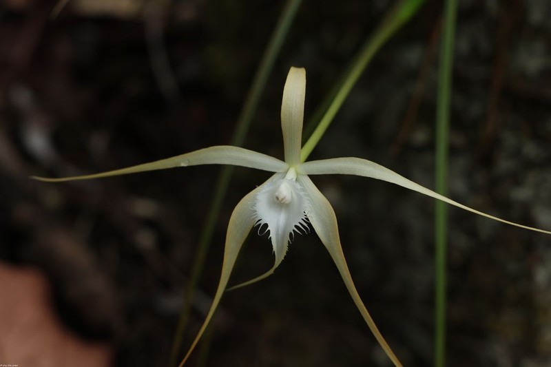 Daddy Longlegs Orchid photo 6