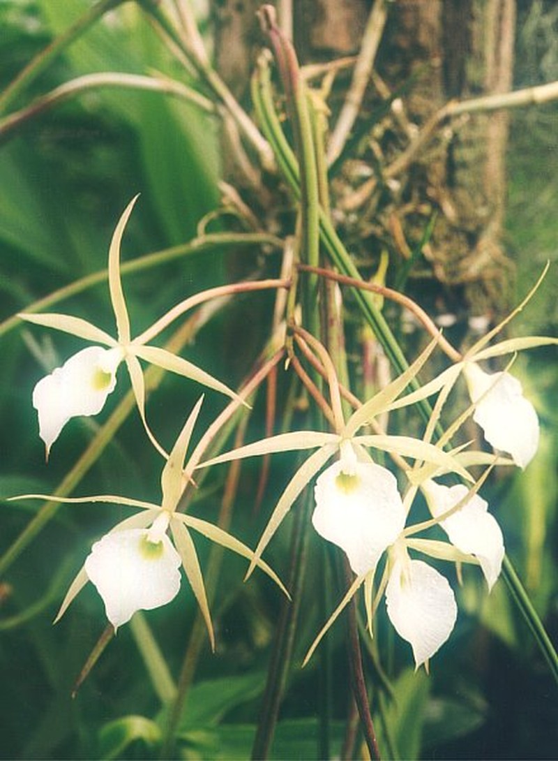 Brassavola flagellaris