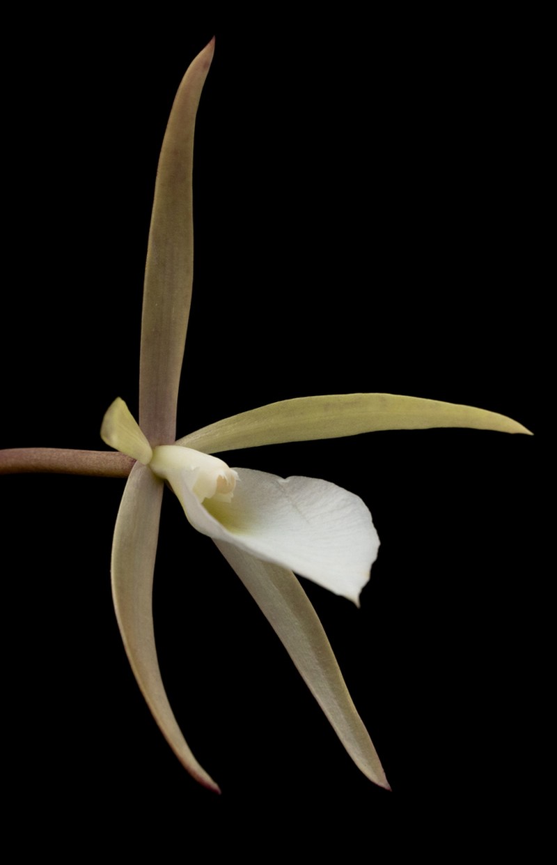 Brassavola flagellaris photo 2