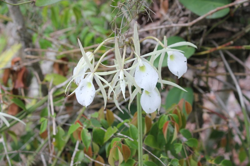 Brassavola flagellaris photo 3