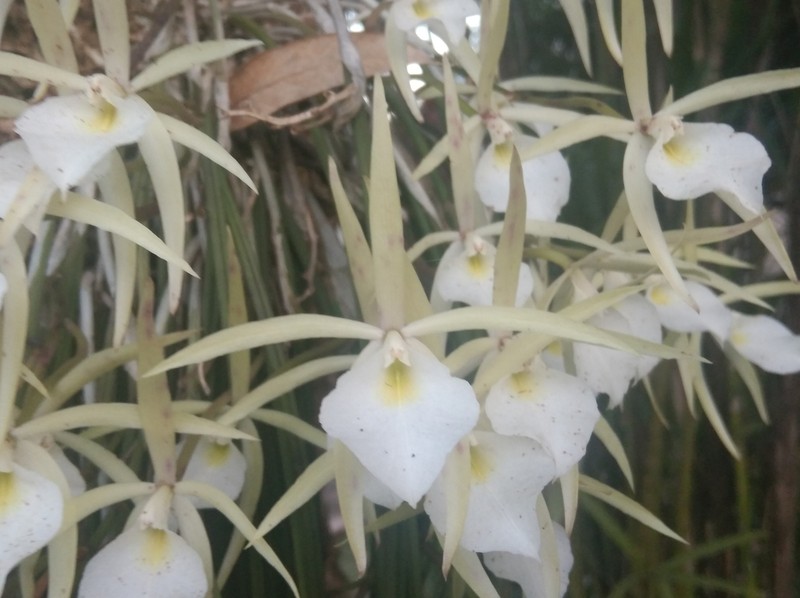 Brassavola flagellaris photo 4