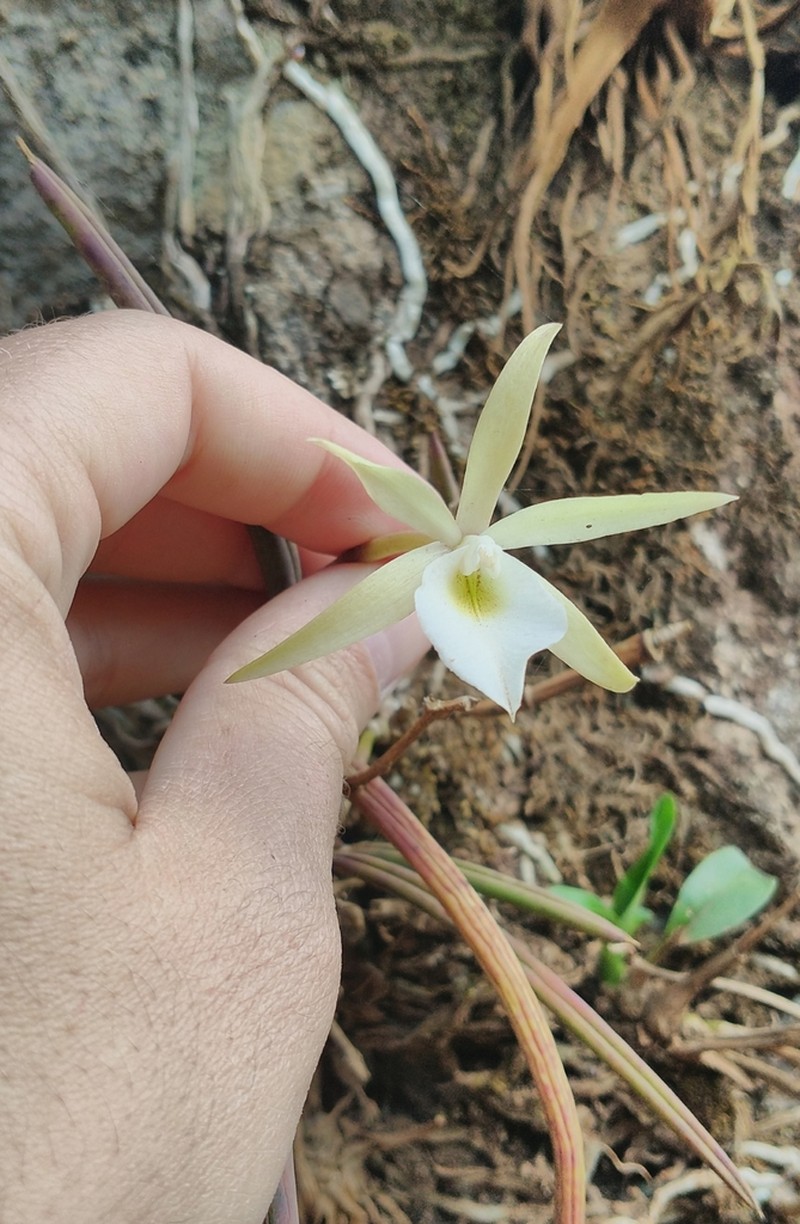 Brassavola flagellaris photo 5