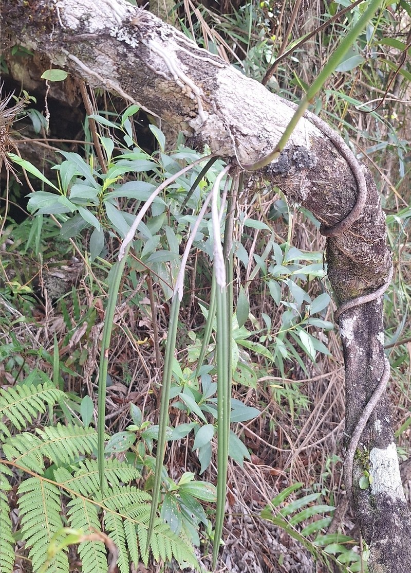 Brassavola flagellaris photo 6