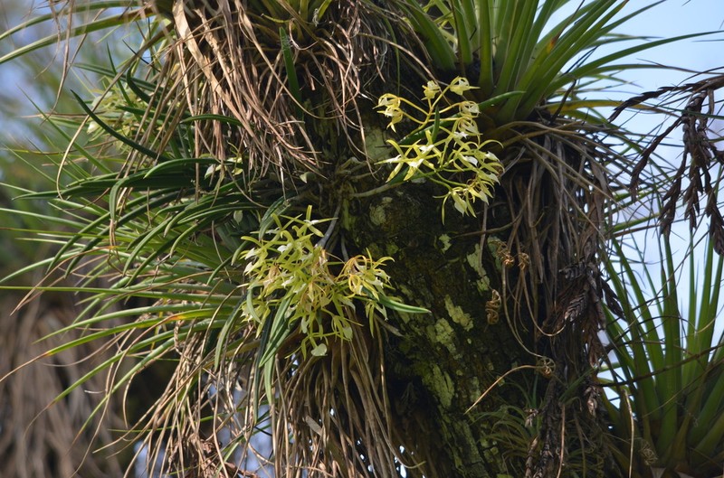 Brassavola harrisii