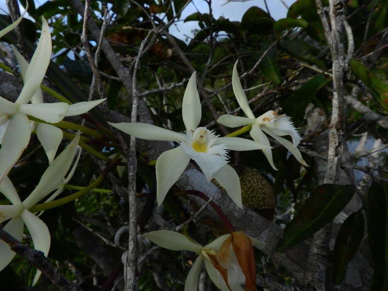 Brassavola martiana photo 2