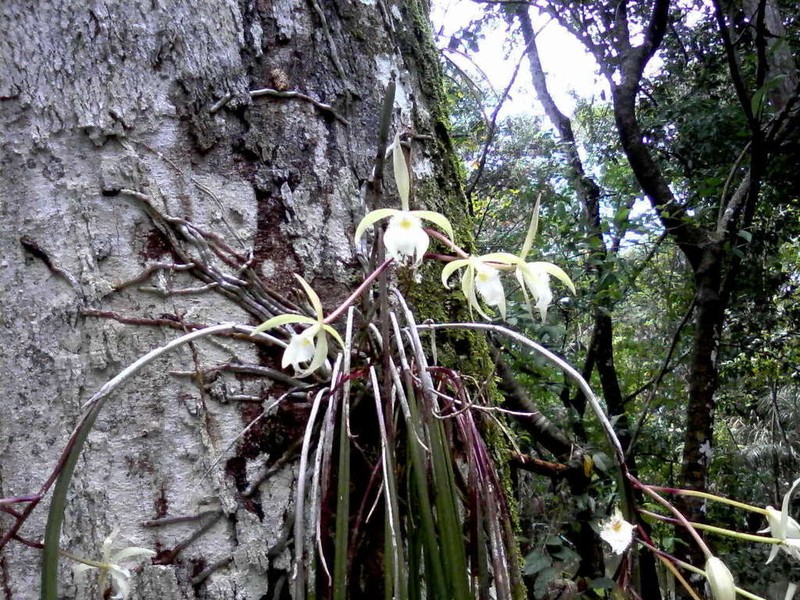 Brassavola martiana photo 3