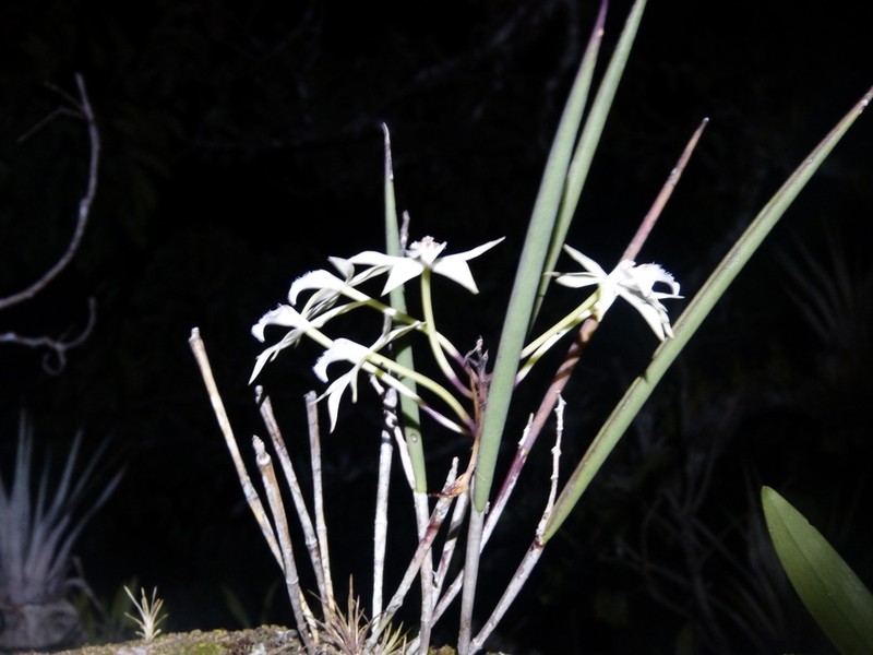 Brassavola martiana photo 4