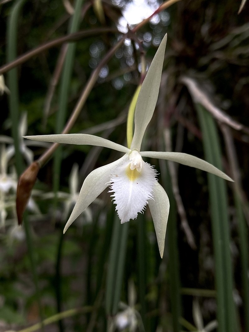 Brassavola martiana photo 5