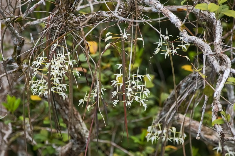 Brassavola martiana photo 6