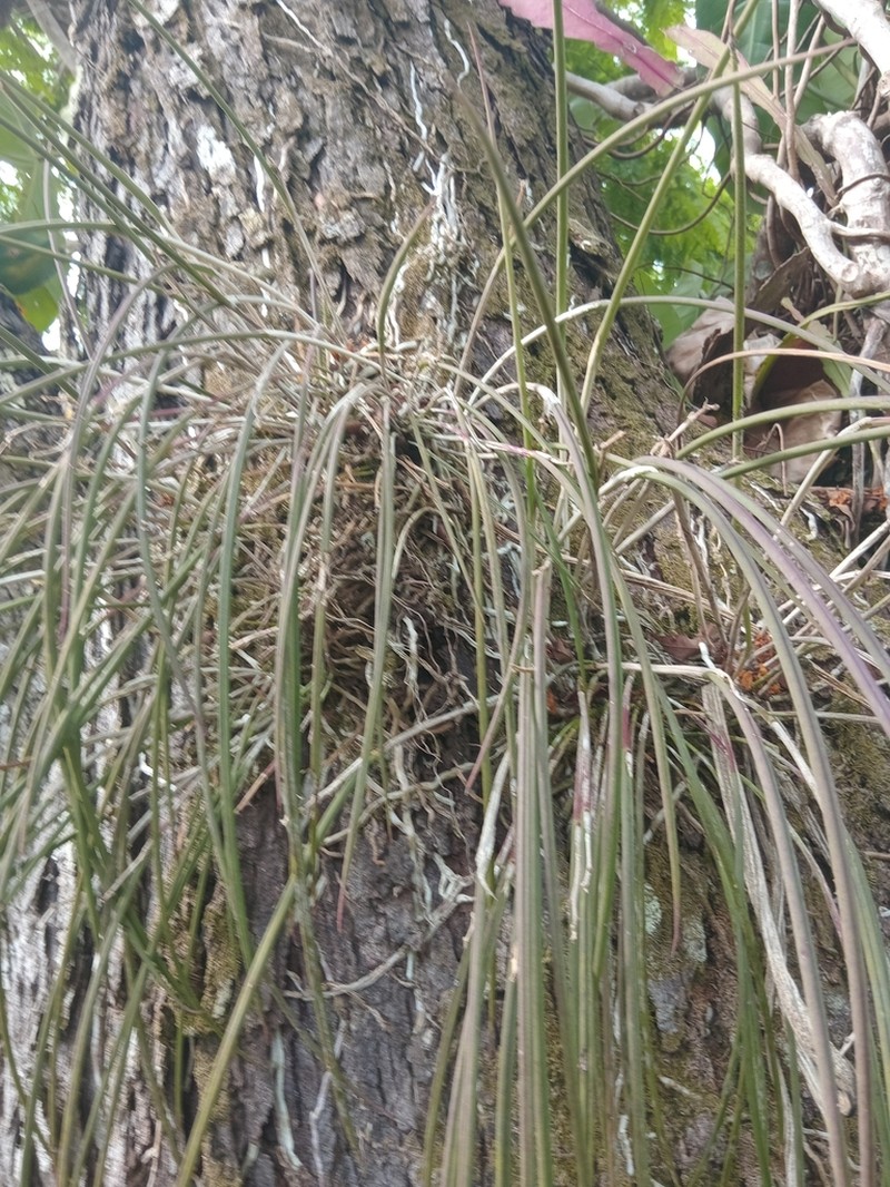 Brassavola martiana photo 7