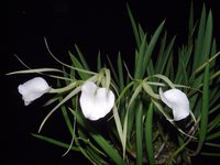 Lady Of The Night Orchid