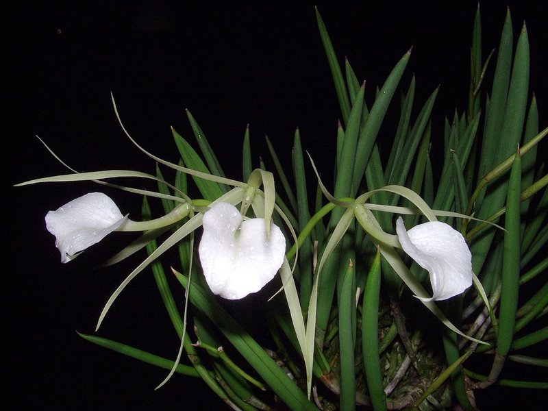 Lady Of The Night Orchid