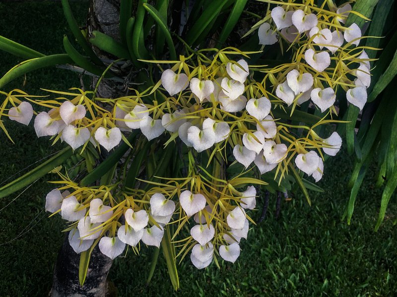 Lady Of The Night Orchid photo 2