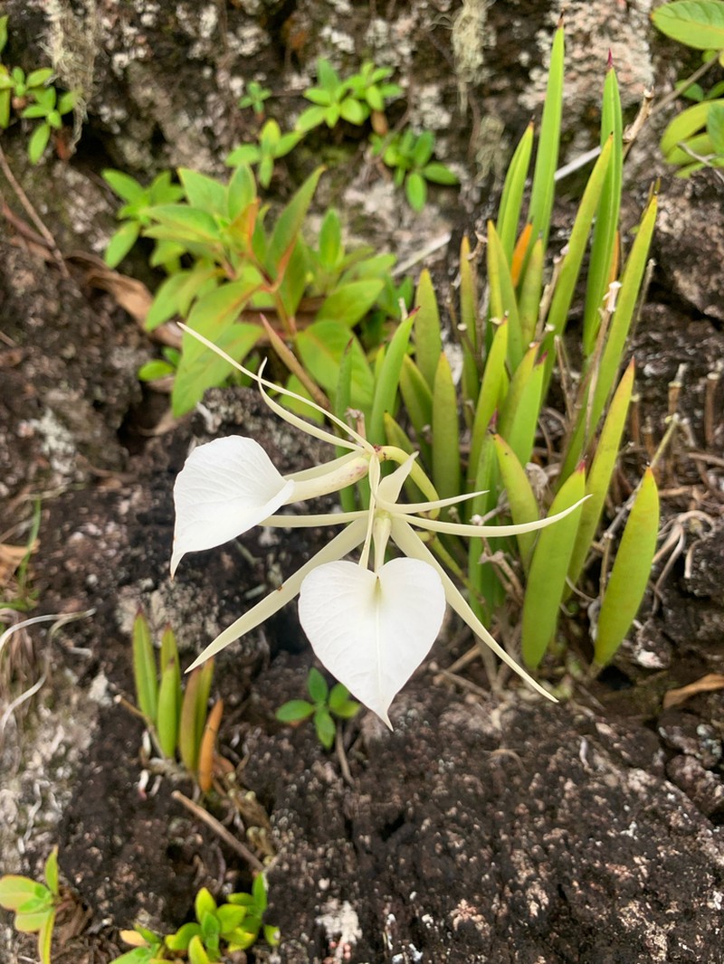 Lady Of The Night Orchid photo 5