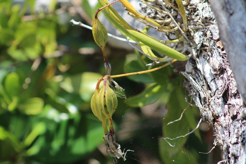 Lady Of The Night Orchid photo 7