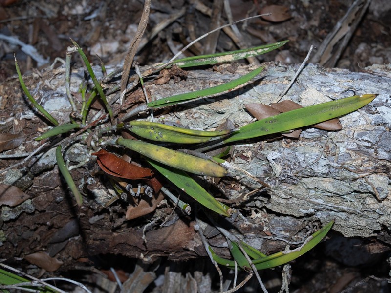 Brassavola nodosa var. nodosa