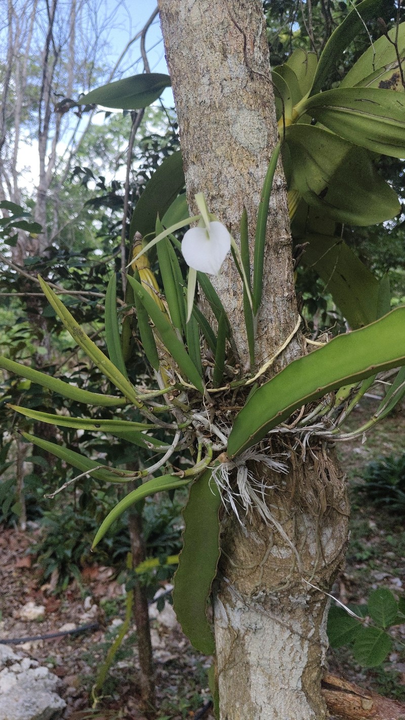 Brassavola nodosa var. nodosa photo 2