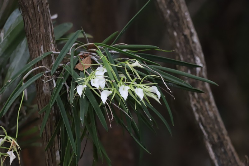 Brassavola nodosa var. nodosa photo 3
