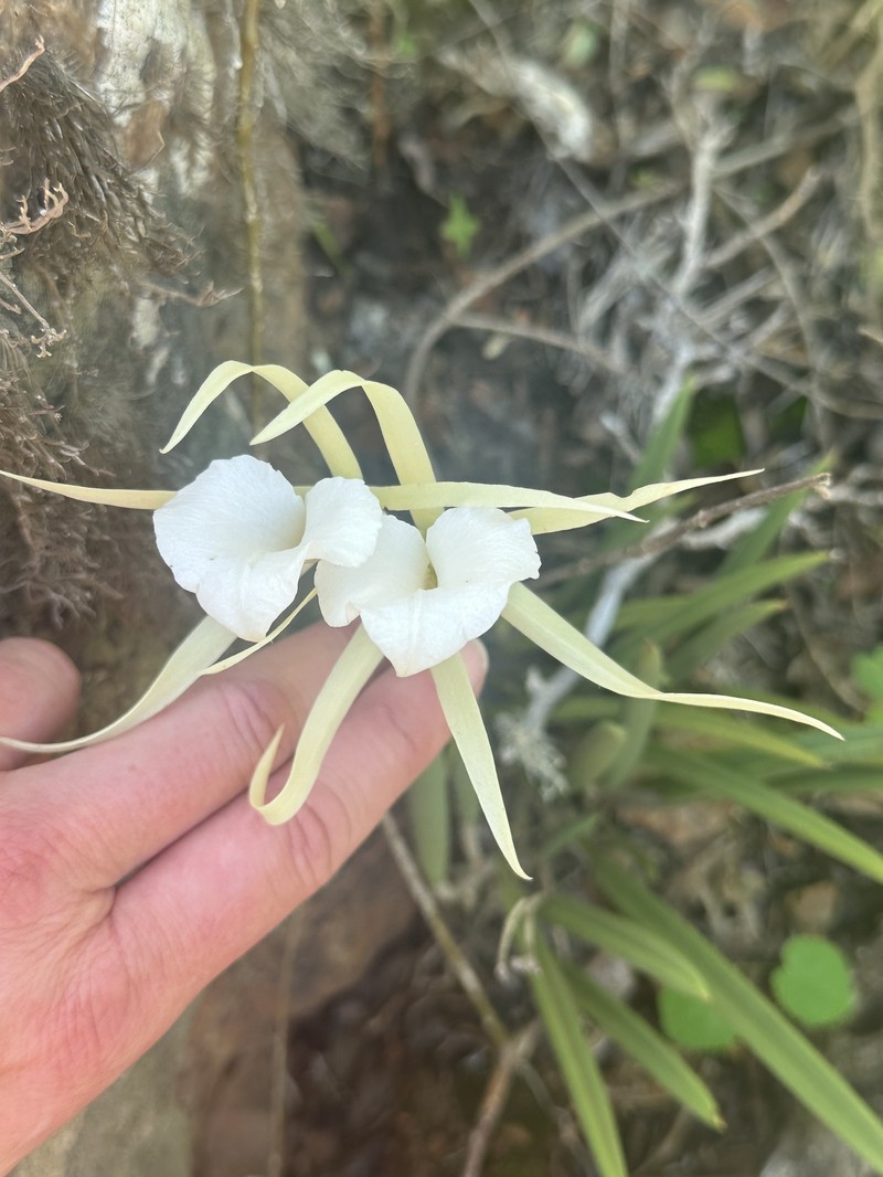 Brassavola nodosa var. nodosa photo 4