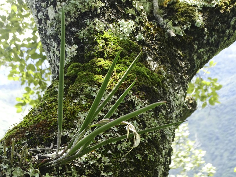 Brassavola ovaliformis photo 2