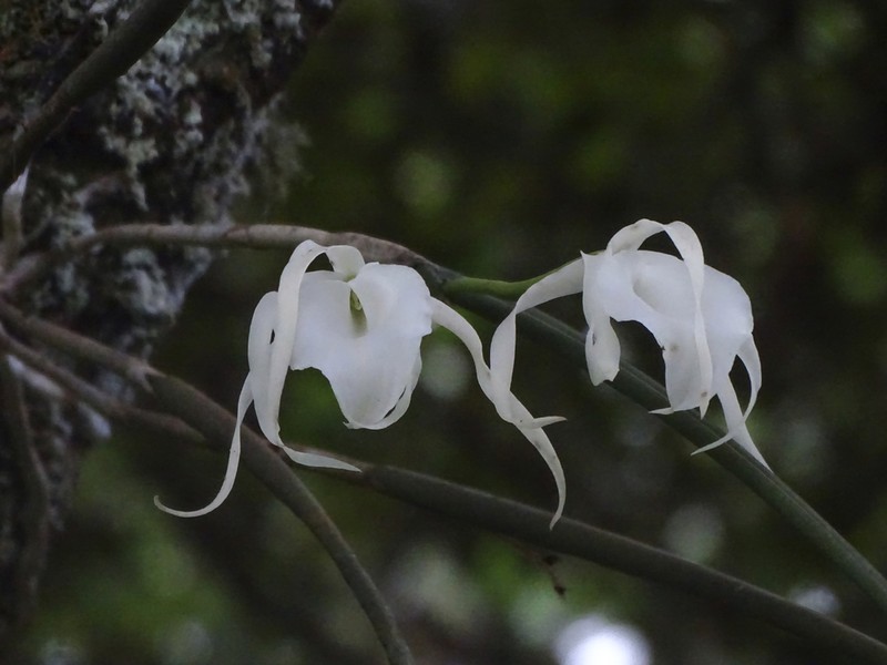 Brassavola ovaliformis photo 3