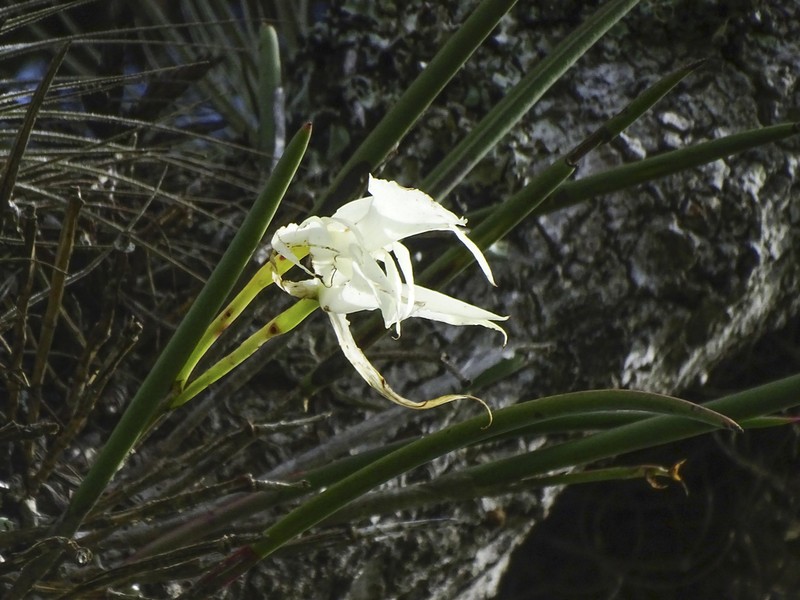 Brassavola ovaliformis photo 4