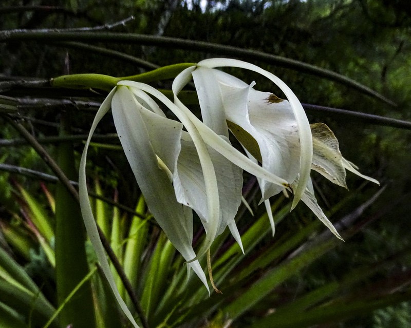 Brassavola ovaliformis photo 5