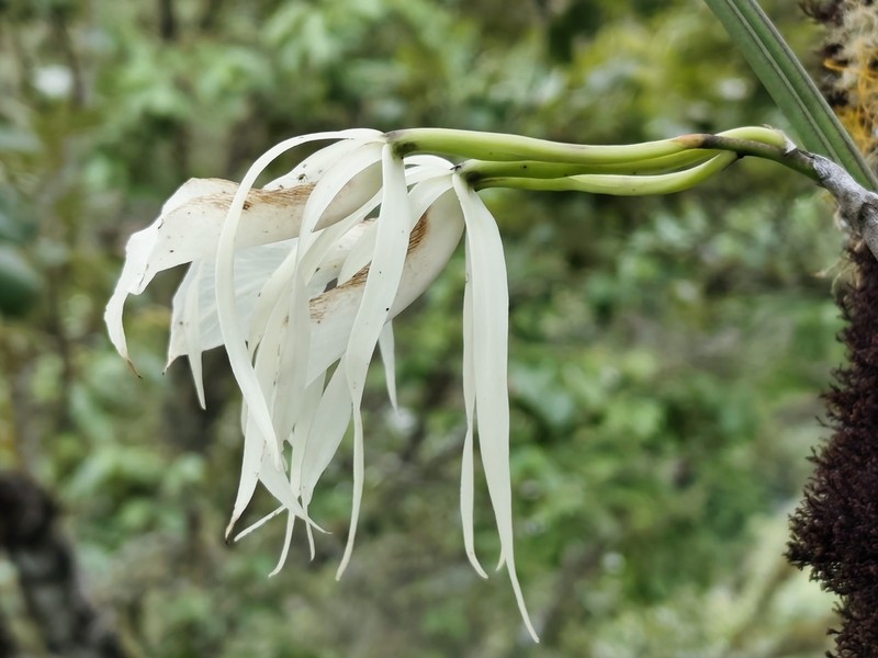 Brassavola ovaliformis photo 6