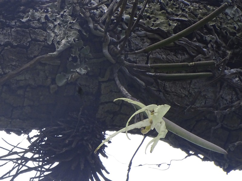 Brassavola ovaliformis photo 7